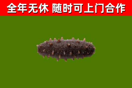 上城回收海参干